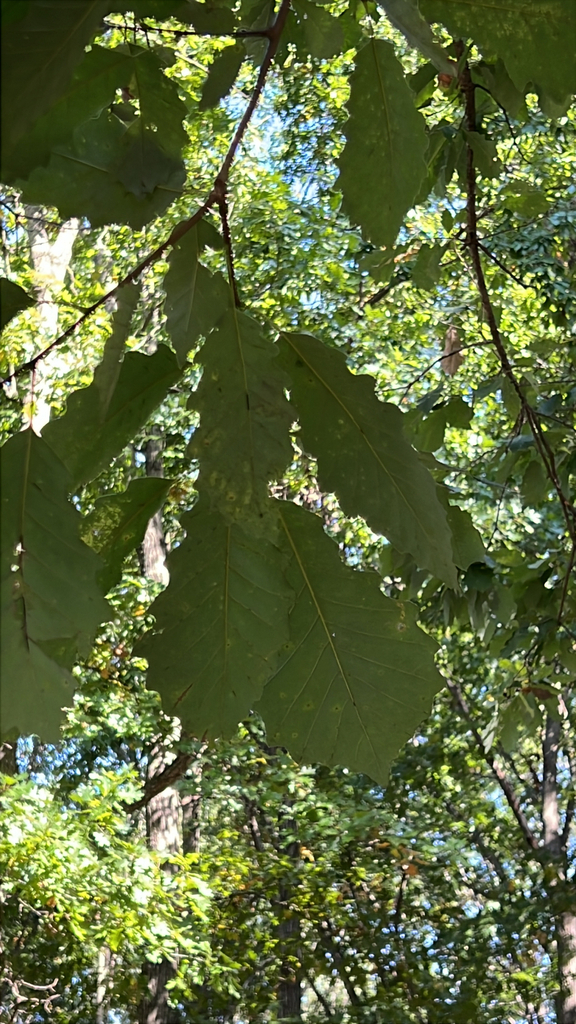 Observation from Hyrcanian Forests