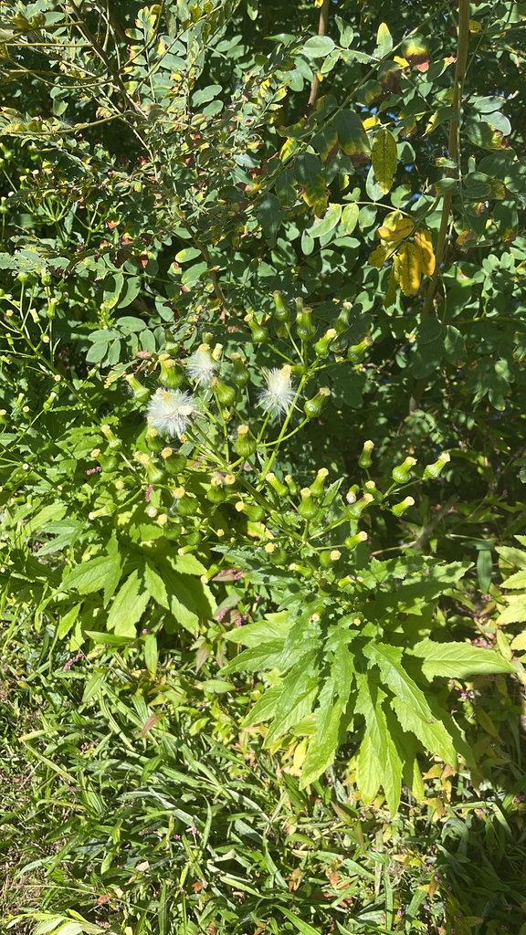 Observation from Hyrcanian Forests
