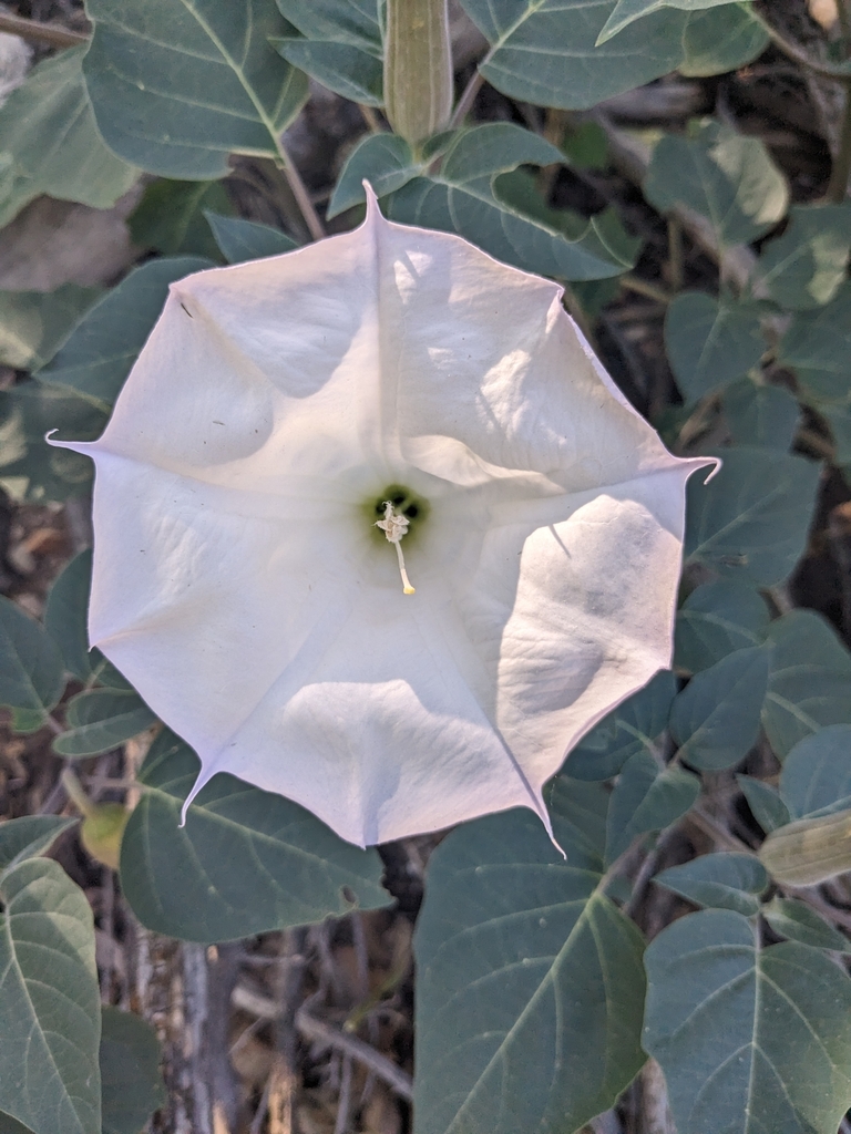 Observation from Hyrcanian Forests