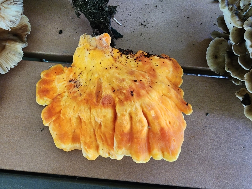 Observation from Hyrcanian Forests