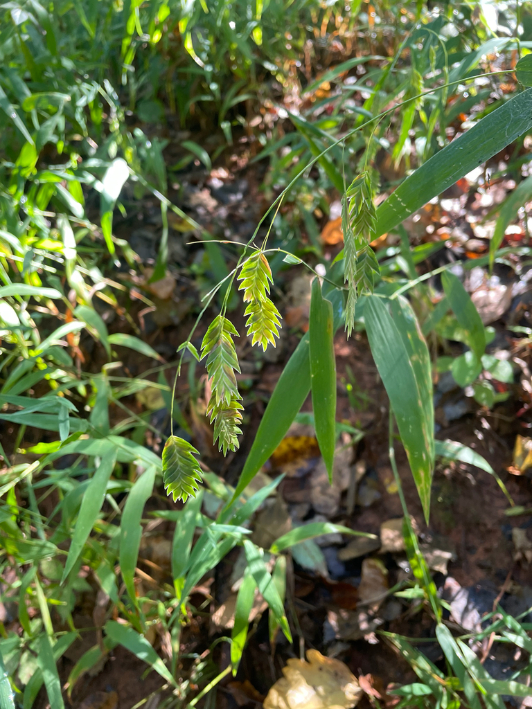 Observation from Hyrcanian Forests