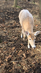 Odocoileus virginianus