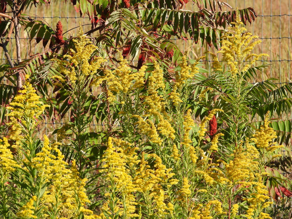 Observation from Hyrcanian Forests