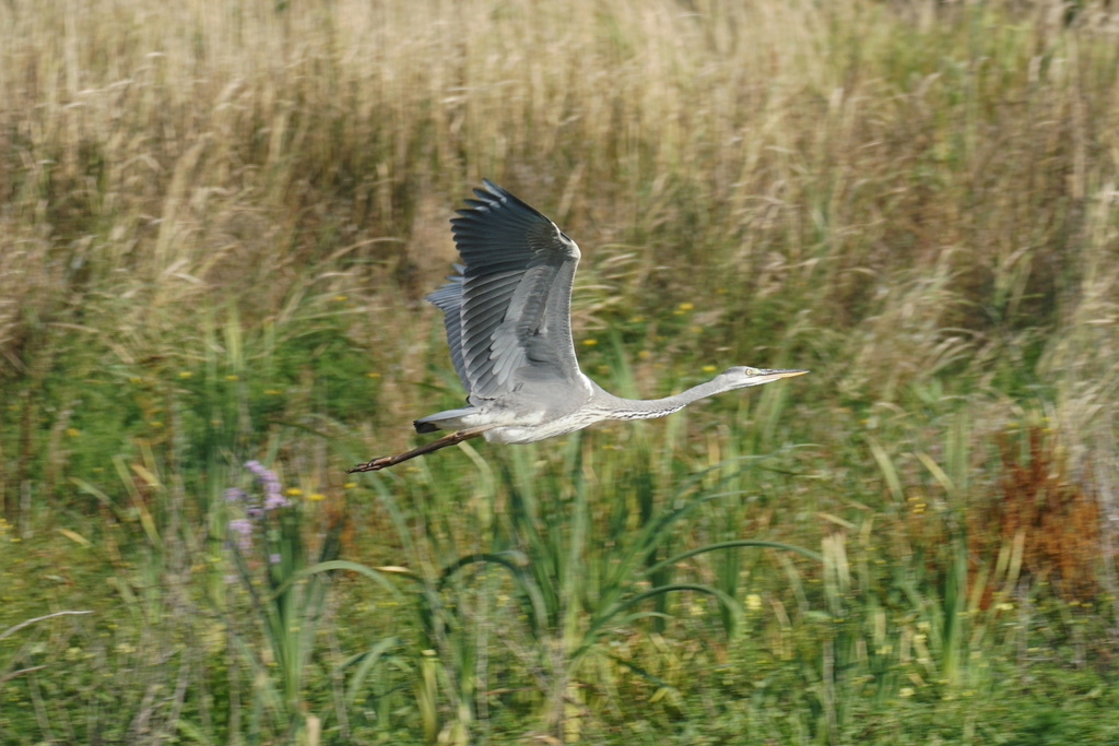 Observation from Cape Floral Region Protected Areas