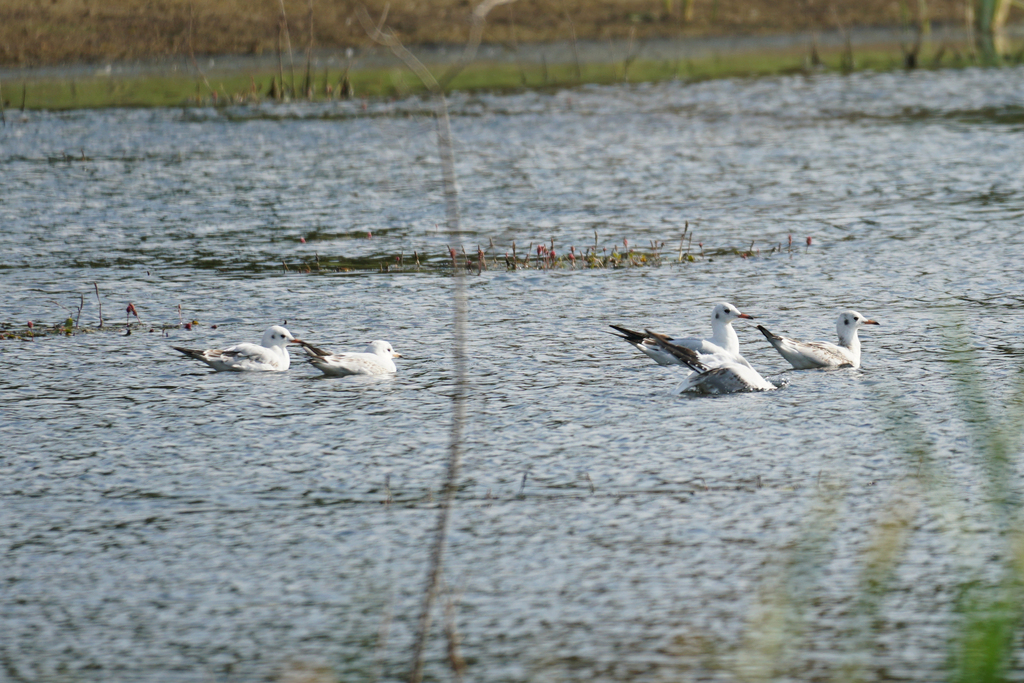 Observation from Cape Floral Region Protected Areas