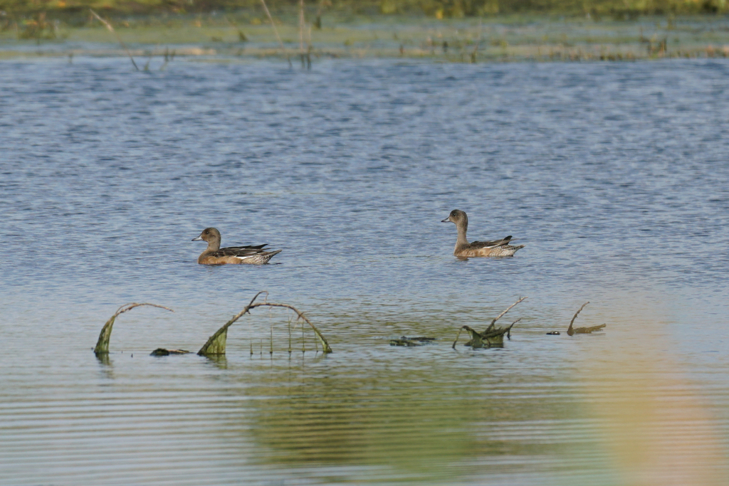 Observation from Cape Floral Region Protected Areas