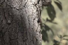 Sceloporus asper
