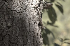 Sceloporus asper