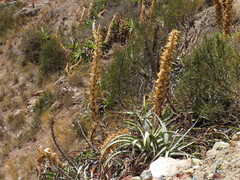 Puya densiflora