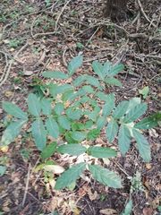 Swietenia macrophylla