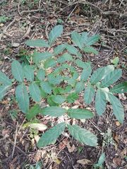 Swietenia macrophylla