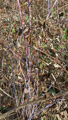 Rubus occidentalis
