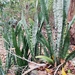 Snake Plant - Photo (c) Jean-Philippe BASUYAUX, some rights reserved (CC BY-NC), uploaded by Jean-Philippe BASUYAUX