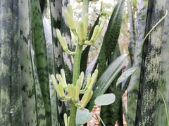 Sansevieria trifasciata image