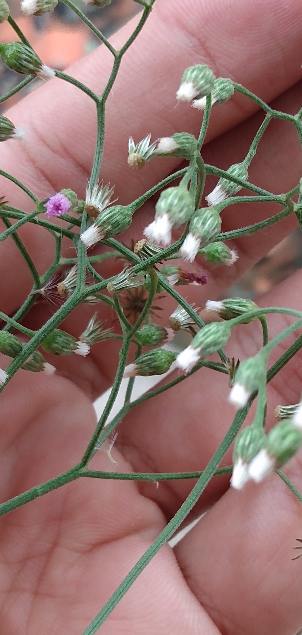 Cyanthillium cinereum