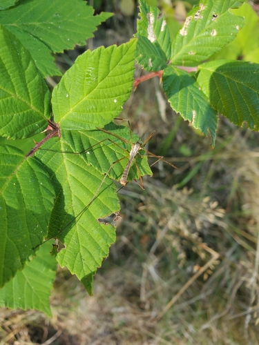 Unknown species found near Olympia, WA 98506, USA