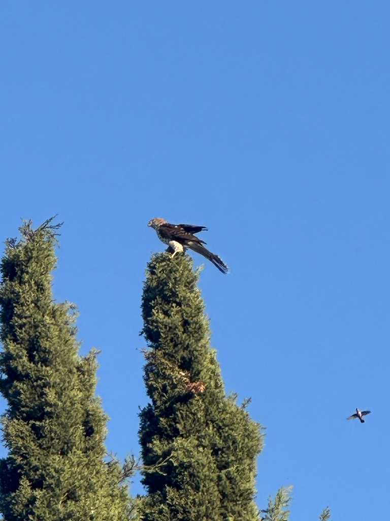 Observation from Djoudj National Bird Sanctuary