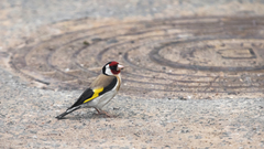 Carduelis carduelis