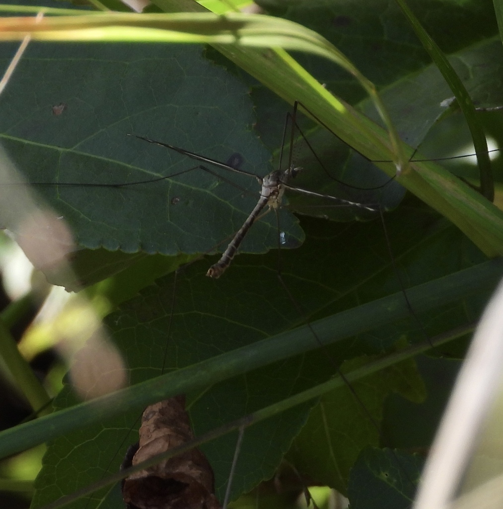 Observation from Cape Floral Region Protected Areas