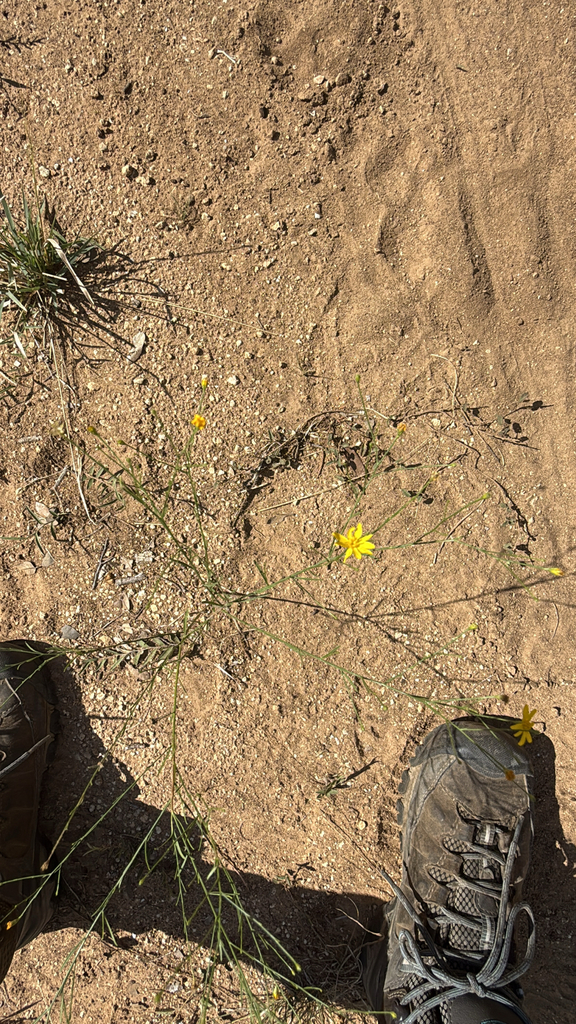 Observation from Cape Floral Region Protected Areas