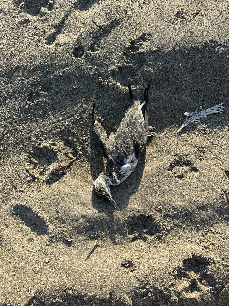 Observation from Cape Floral Region Protected Areas