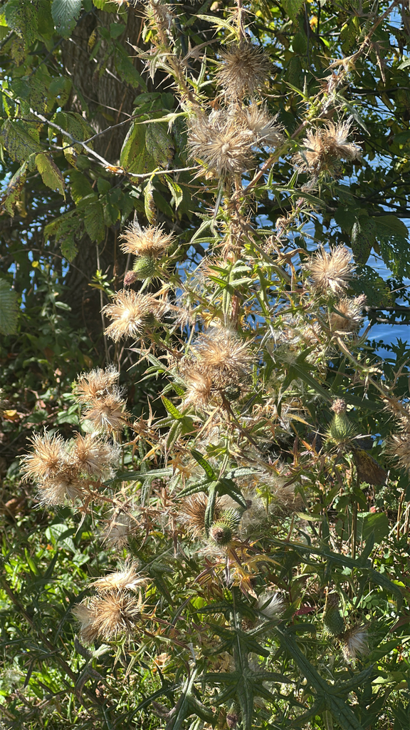 Observation from Cape Floral Region Protected Areas