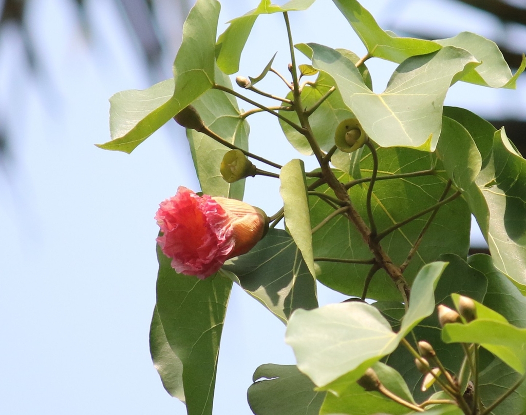 Observation from Cape Floral Region Protected Areas
