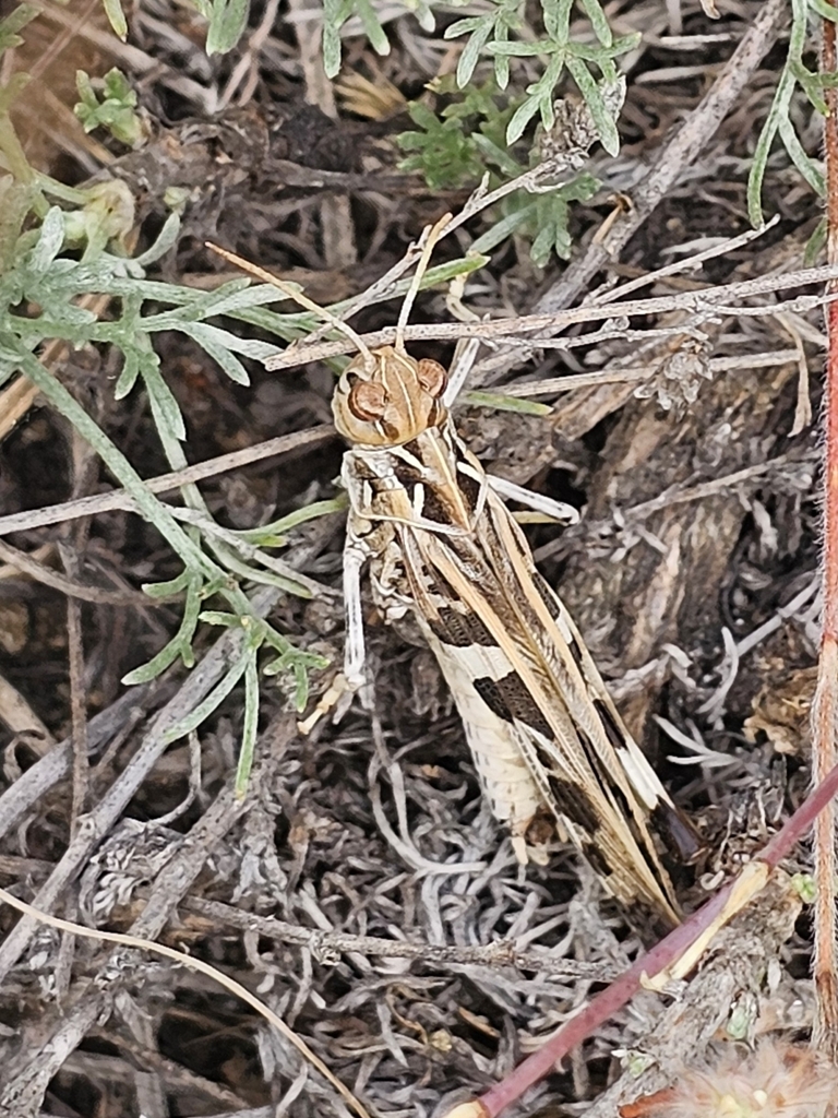 Observation from Cape Floral Region Protected Areas