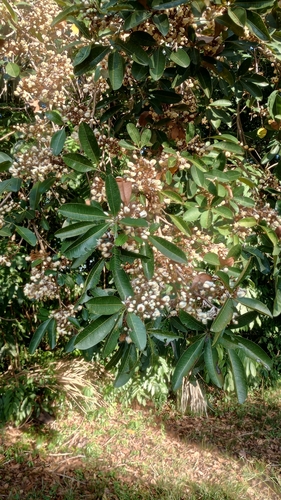 Eriotheca globosa, 2025-09-16