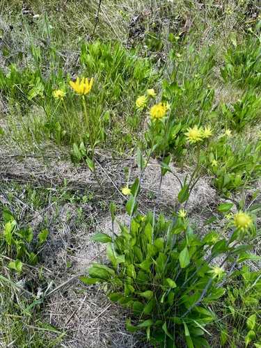 Texas Coneflower (Rudbeckia texana)