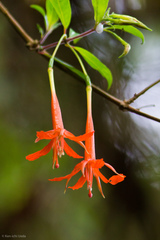 Fuchsia venusta