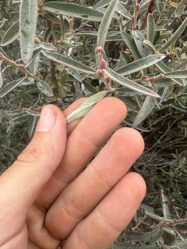 Brewer's willow (Salix breweri)