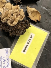 Otidea alutacea