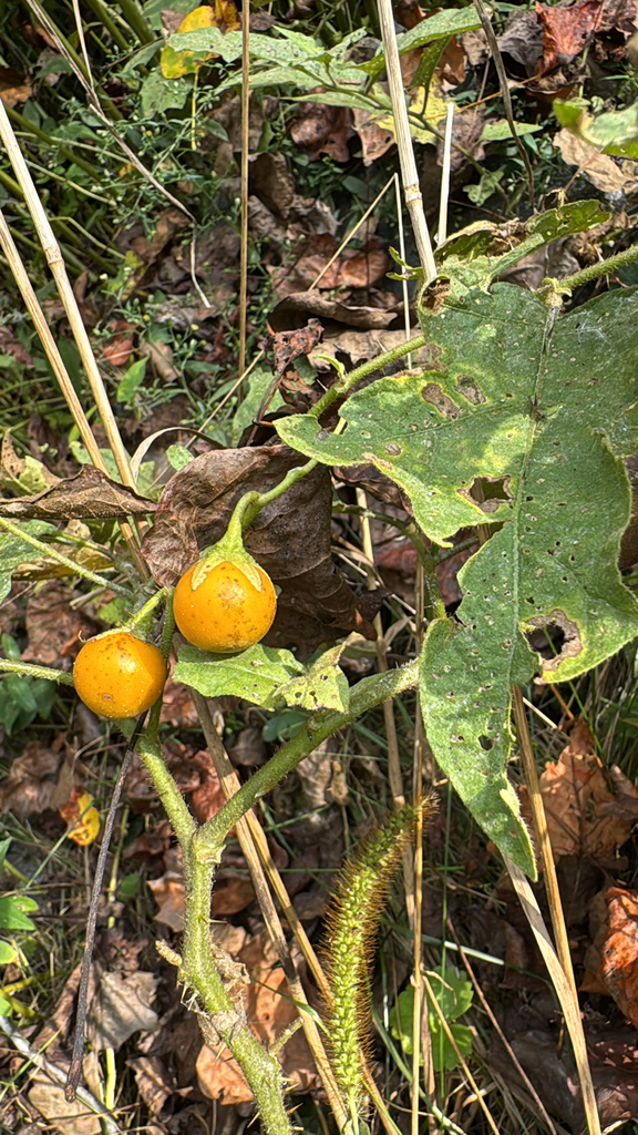 Observation from Ivindo National Park