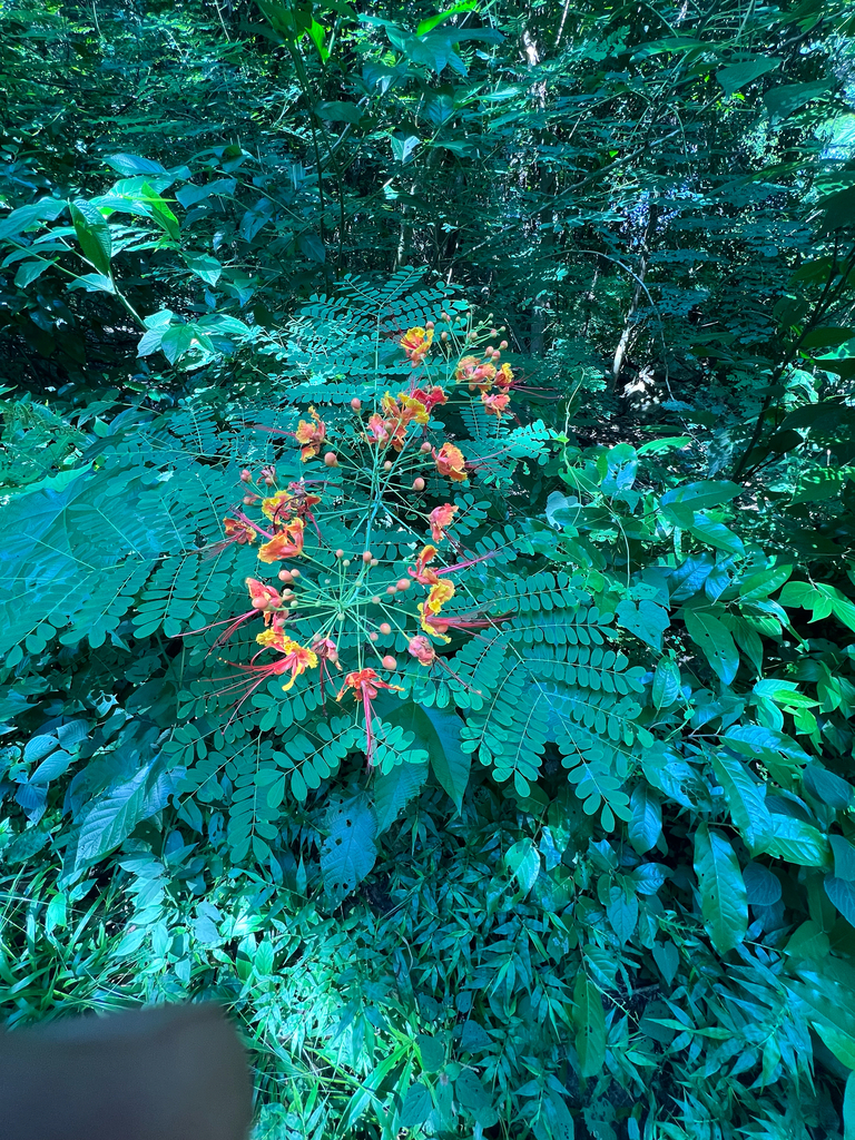 Observation from Ivindo National Park
