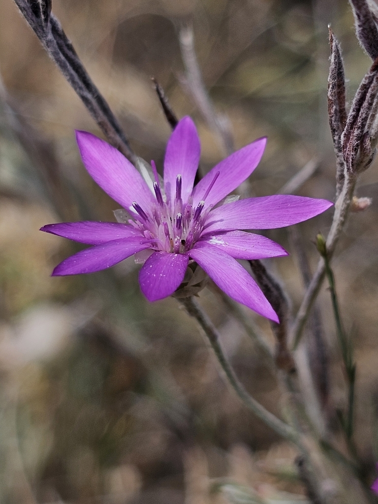 Observation from Ivindo National Park
