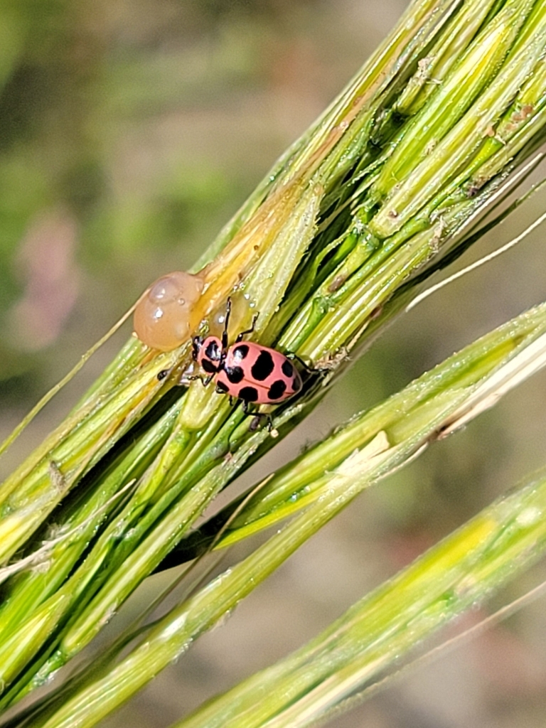 Observation from Ivindo National Park