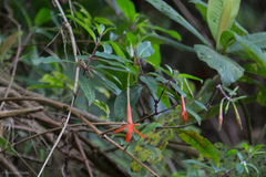 Fuchsia venusta