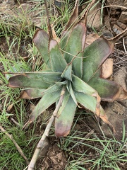 Aloe thorncroftii