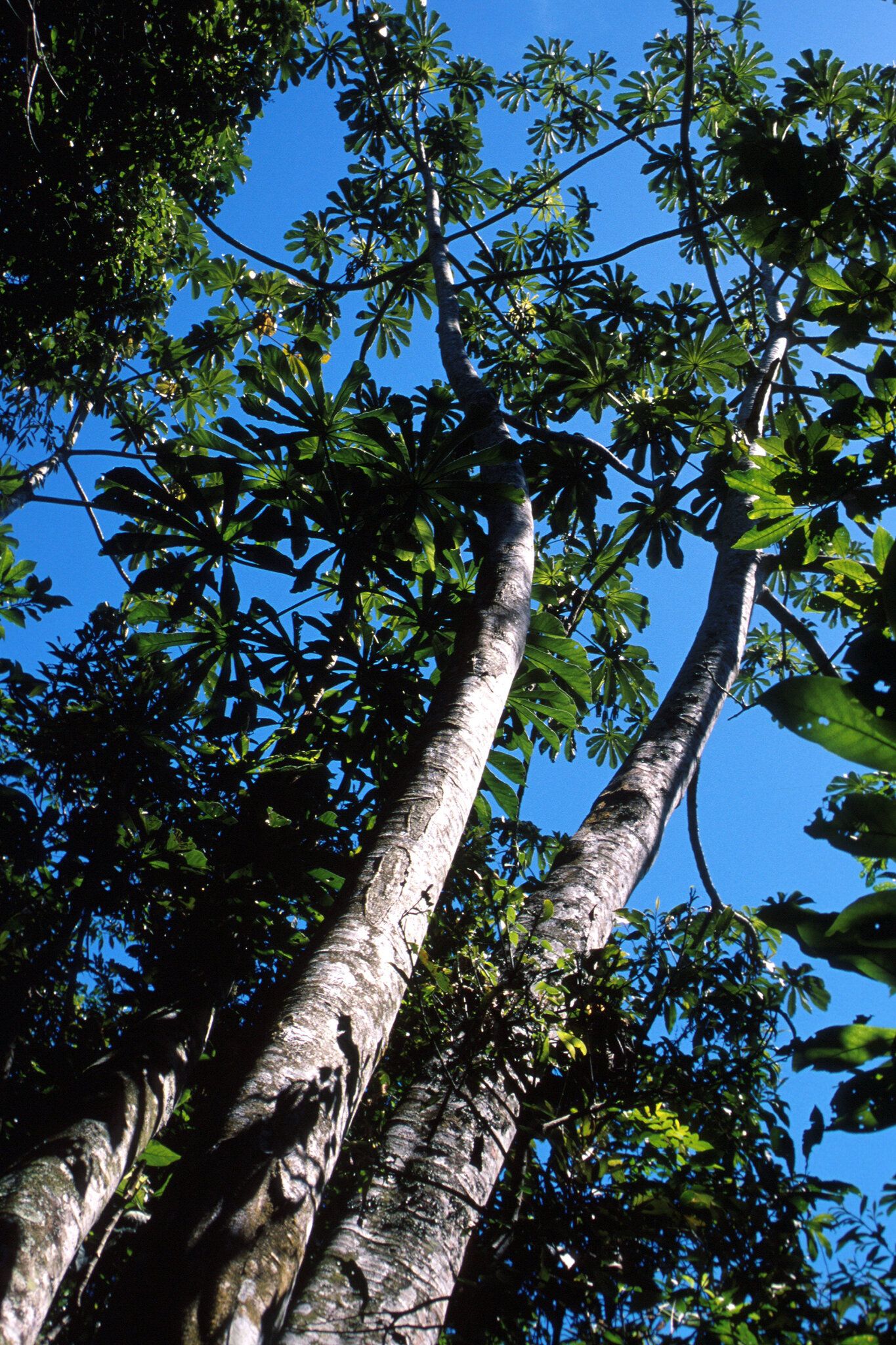 Cecropia glaziovii