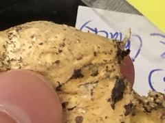 Otidea alutacea