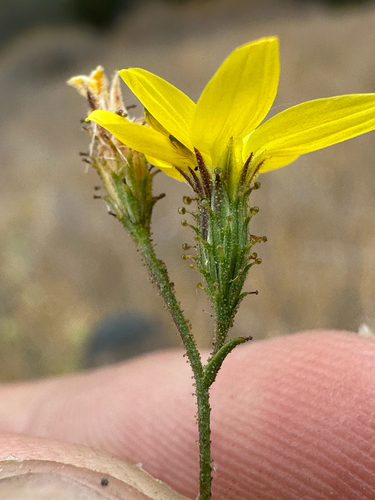 western lessingia (Benitoa occidentalis)