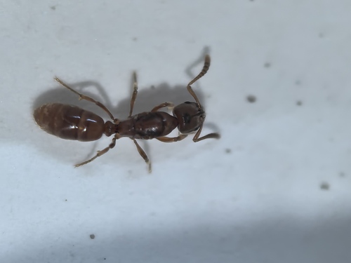 European Pit-jawed Ant