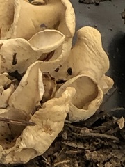 Otidea alutacea