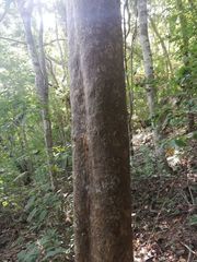 Maclura tinctoria
