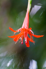 Fuchsia venusta