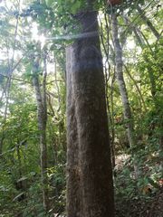 Maclura tinctoria