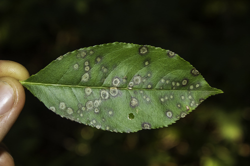 Blumeriella jaapii, 2025-09-20