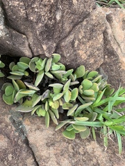 Crassula swaziensis