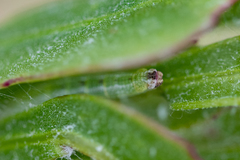 Comostolopsis germana